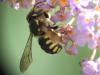 Anthidium florentinum